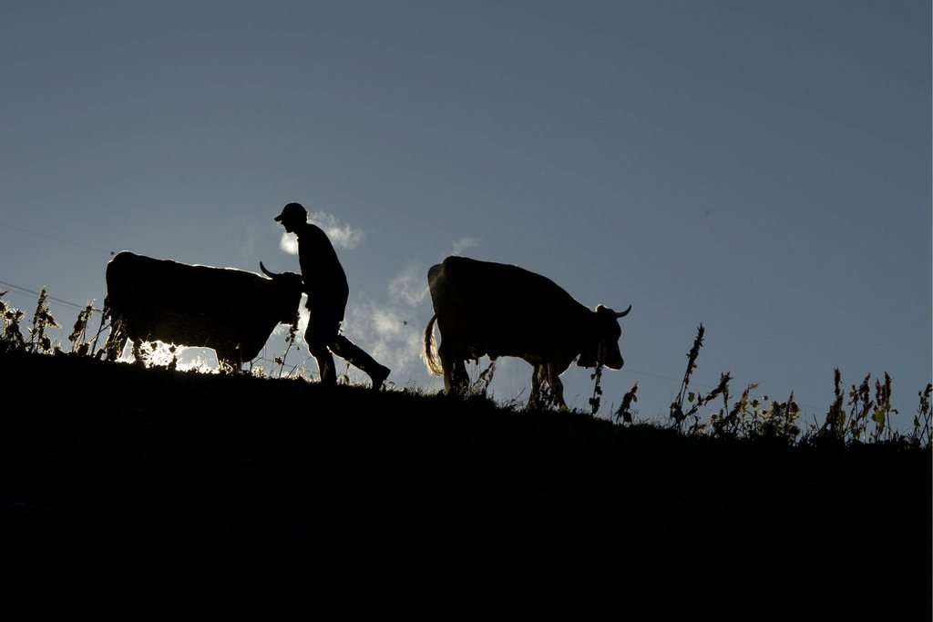 Les revenus des agriculteurs ont à nouveau baissé en 2012 en Suisse, après la courte embellie de l'an passé.