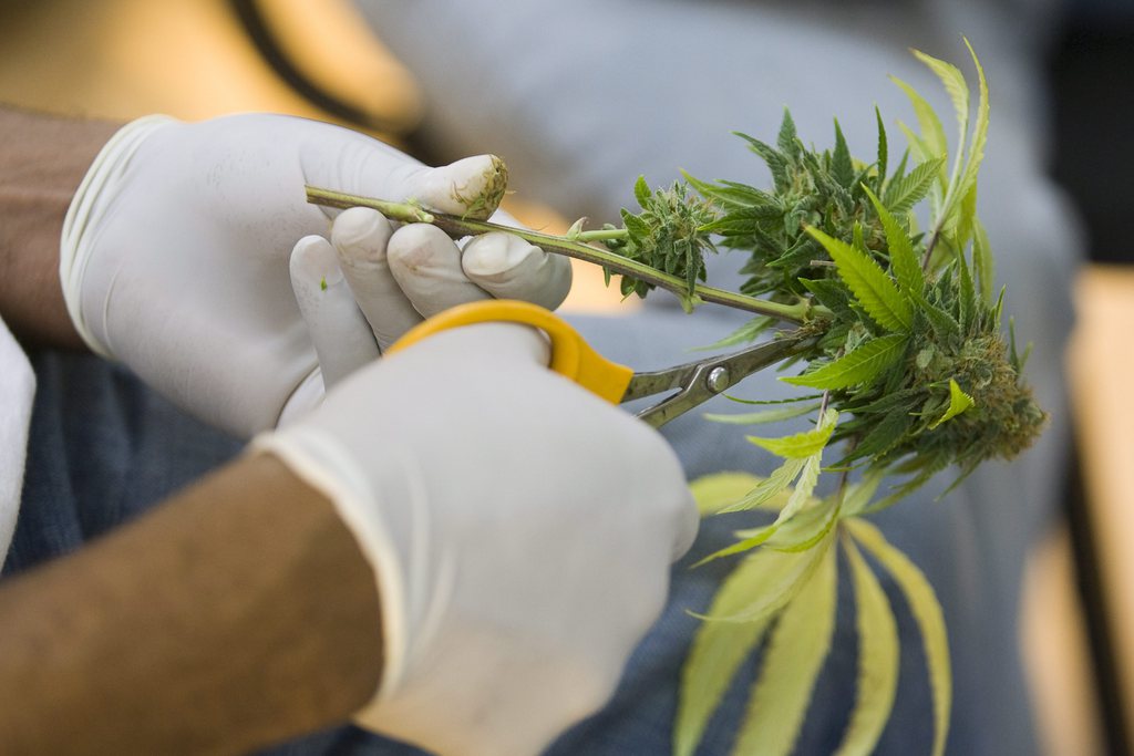 Une vaste opération visant à débusquer les plantations illégales de cannabis dans les forêts et parcs nationaux de l'Ouest des Etats-Unis, s'est soldée par l'arrachage de 578'000 plants, a annoncé mardi le ministère de la Justice. Leur valeur est estimée à plus d'un milliard de dollars.