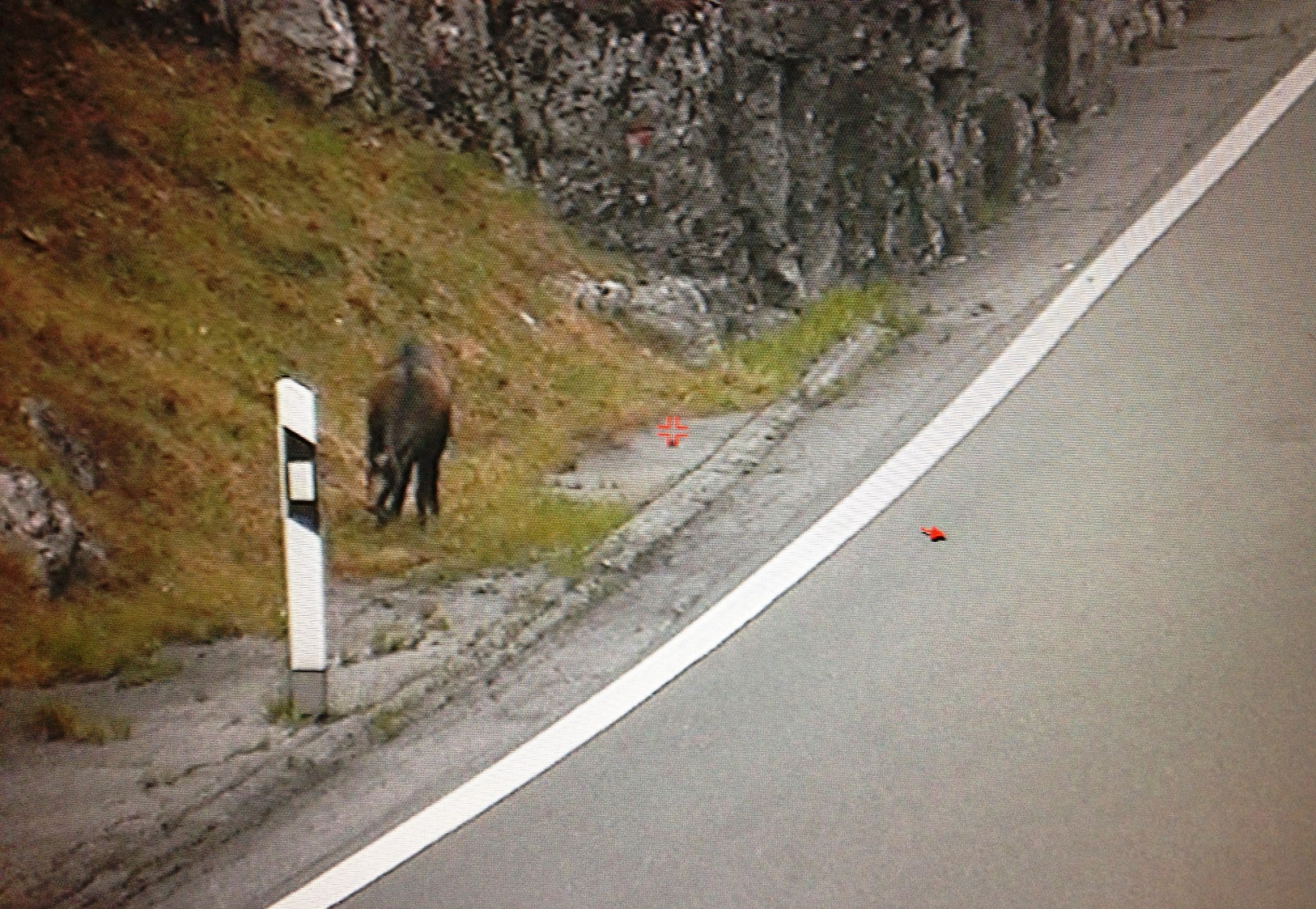 Depuis trois ans, le chamois vient régulièrement paître au bord de la route sans se préoccuper du flot de véhicules.