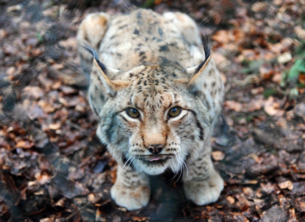 Un lynx a été aperçu à quelques mètres d'une maison à La Chaux-de-Fonds.