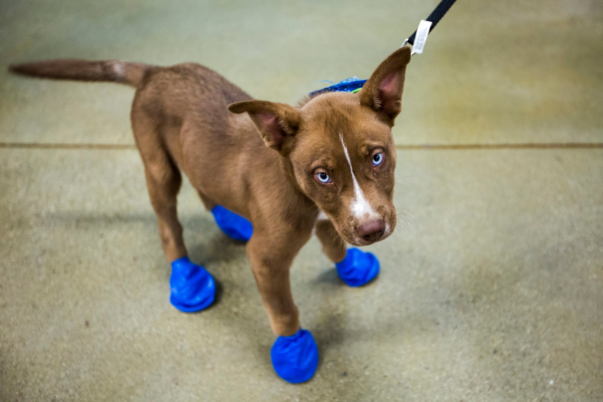 Arrow sports his new elastic booties at a PetSmart in Tempe, Ariz. on Tuesday, June 20, 2017. Phoenix radio station KSLX handed out the protective coverings to protect dogs' paws from the hot pavement, as temperatures in Phoenix are forecasted to hit 120 degrees. (AP Photo/Angie Wang) Extreme Heat Wave