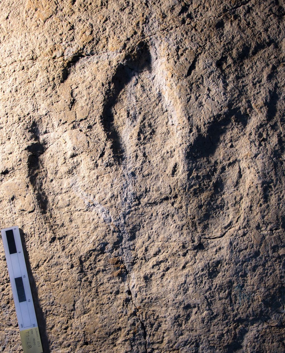 De nouvelles traces de dinosaures carnivores ont été découvertes dans le Jura.