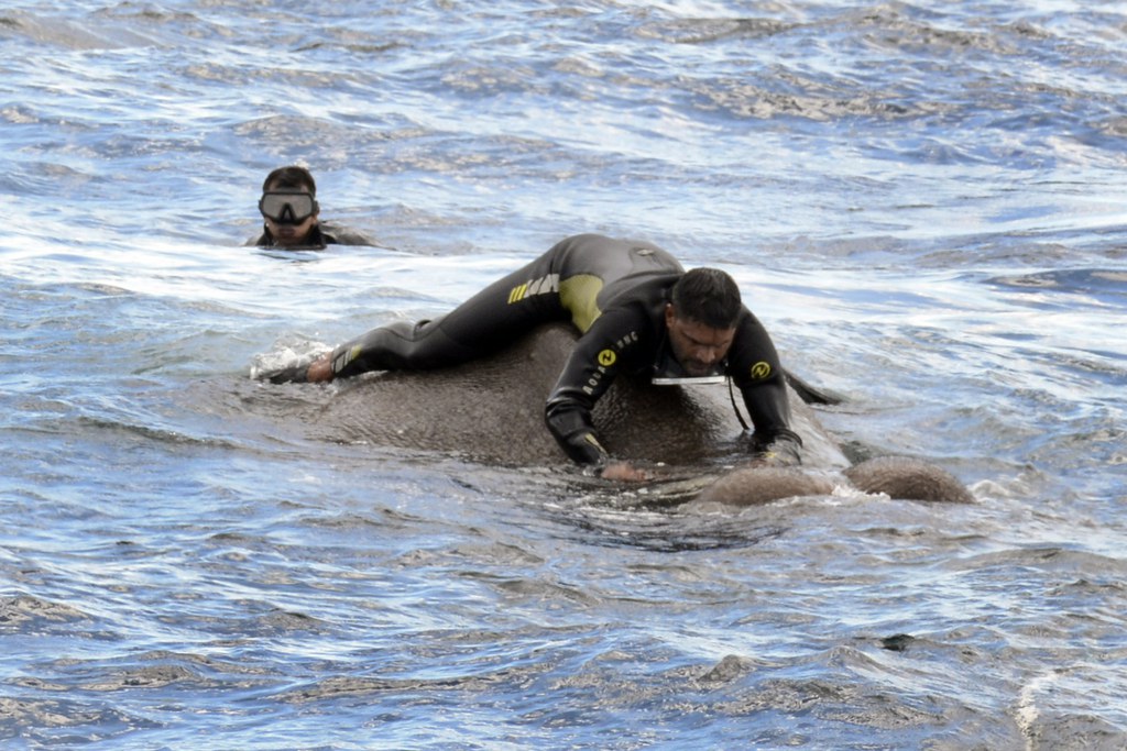 Il y a deux semaines, un autre éléphant, lui aussi en détresse en pleine mer, avait été sauvé à 8 km des côtes.
