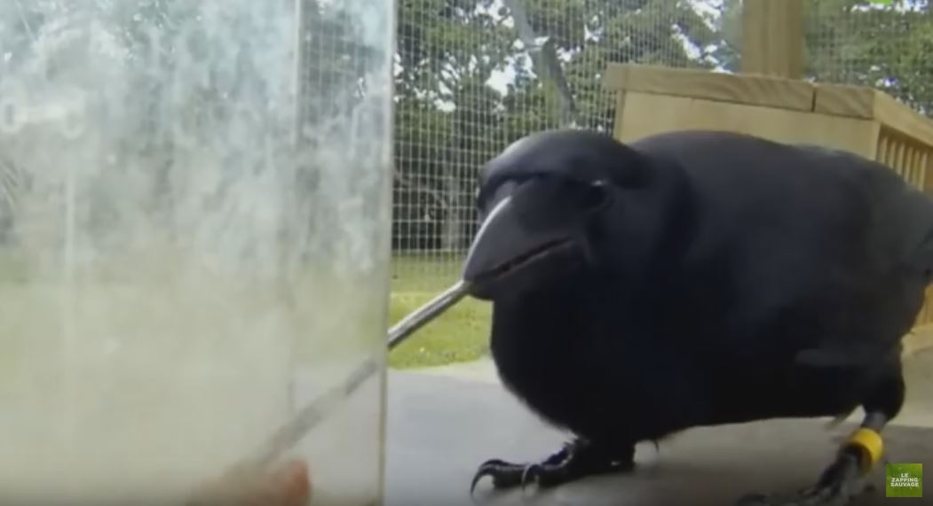Un corbeau en plein exercice, lors d'une étude éthologique.