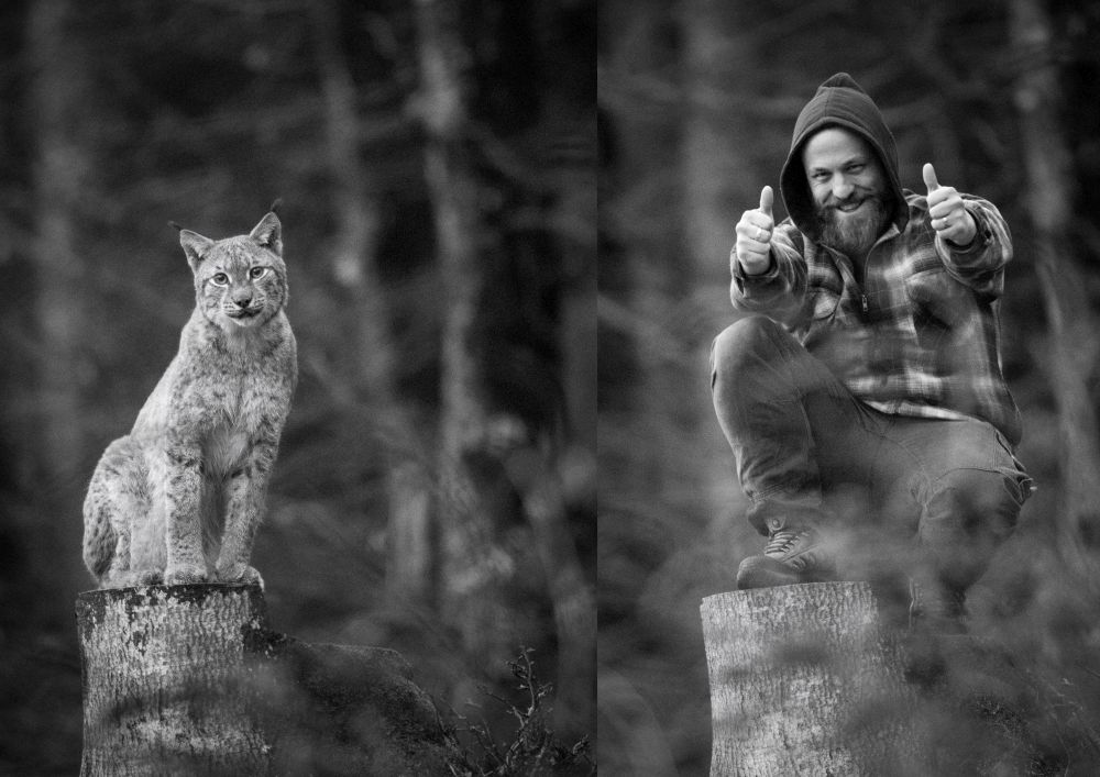 Quand l’homme rencontre le lynx, c’est que celui-ci l’a bien voulu. Neil Villard en témoigne avec émotion.