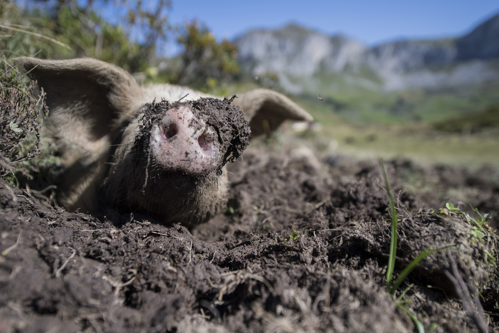 Les cochons ayant accès à une prairie, à une nourriture respectueuse de leurs besoins et à l'air libre sont rares.