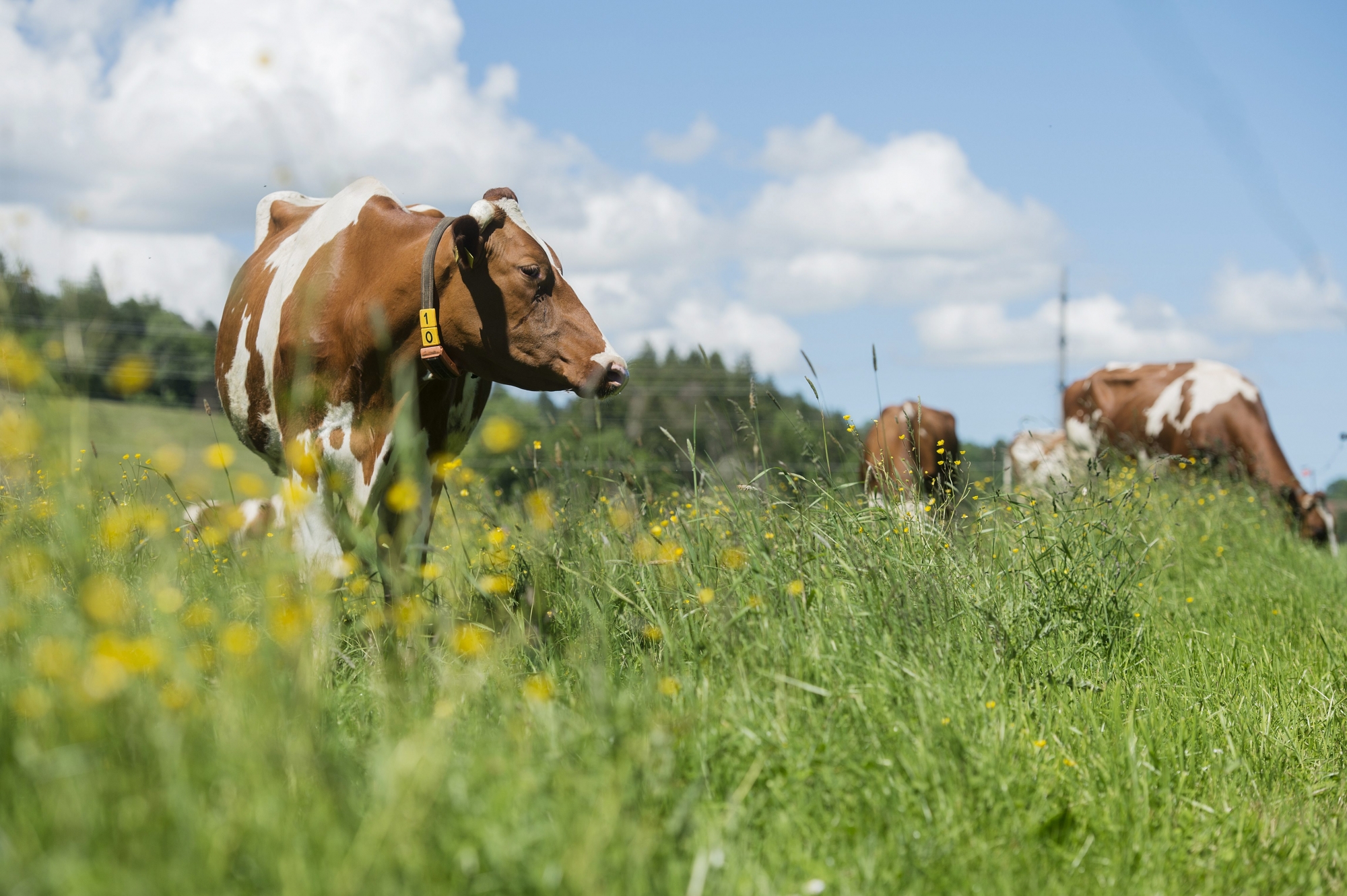 Leur état s'étant brusquement dégradé, les deux vaches ont dû être abattues juste avant leur départ pour l'abattoir (image d'illustration).