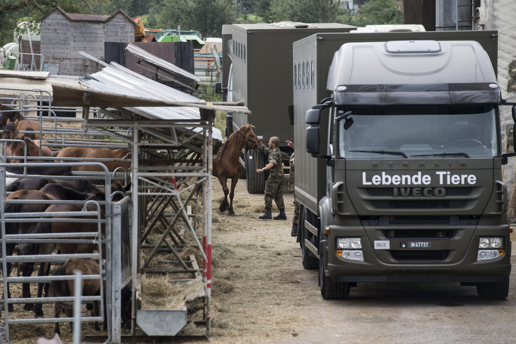 Plusieurs chevaux sont morts à Hefenhofen, d'autres étaient mal nourris et dans un très mauvais état.