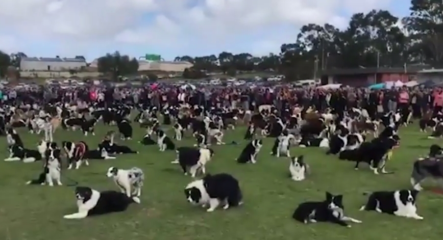 Avoir 576 border collies sur sa pelouse, ça le fait!