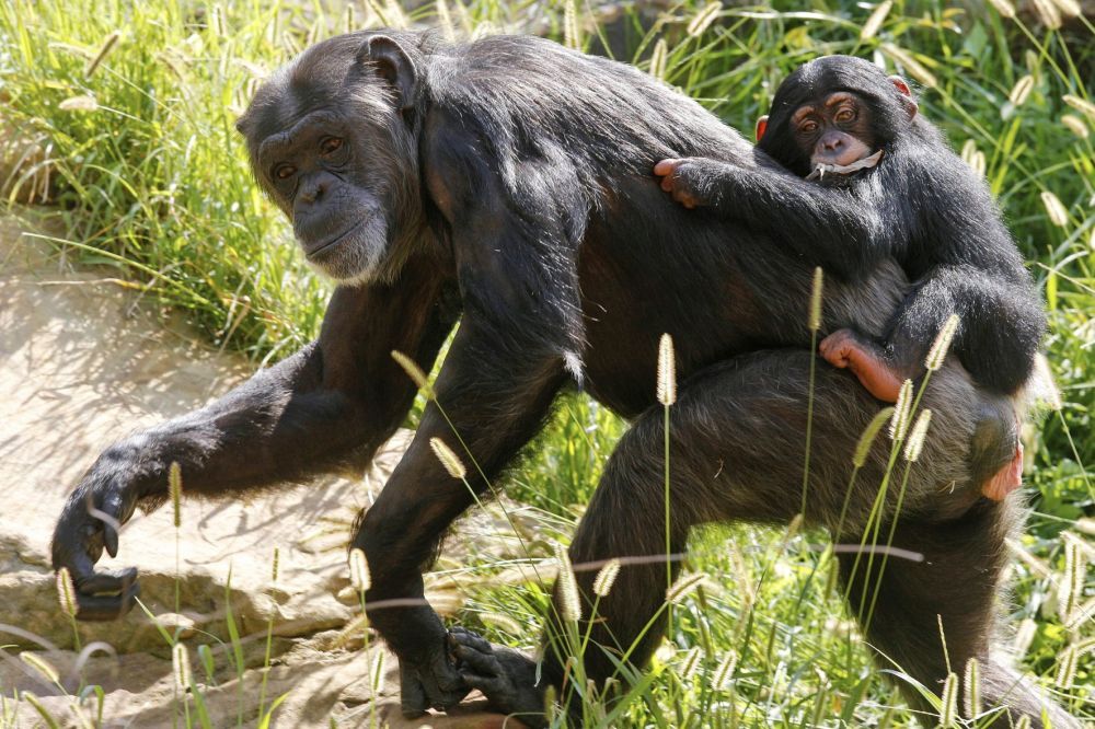 Chimpanzee Ruben takes a ride on the back of his surrogate mother, Kito, at the Oklahoma City Zoo in Oklahoma City, Monday, Sept. 17, 2012. Rubenís mother, Rukiya, died just 24 hours after giving birth during a medical procedure. After being hand-raised at Tampa's Lowry Park Zoo, 7-month-old Ruben arrived at the Oklahoma City Zoo on July 30, 2012, and is slowly being introduced to the other members of his chimp family. (AP Photo/Sue Ogrocki)