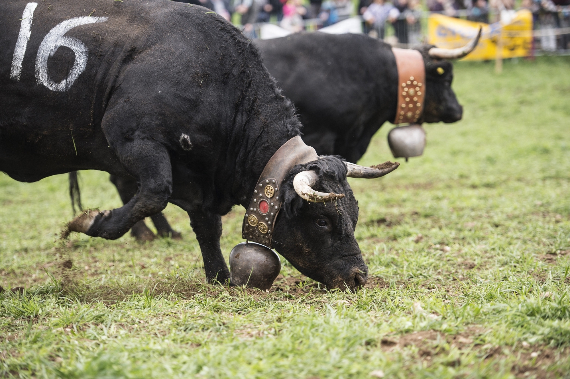 En 2015, des vaches d'Hérens avaient déjà combattu à Rochefort.