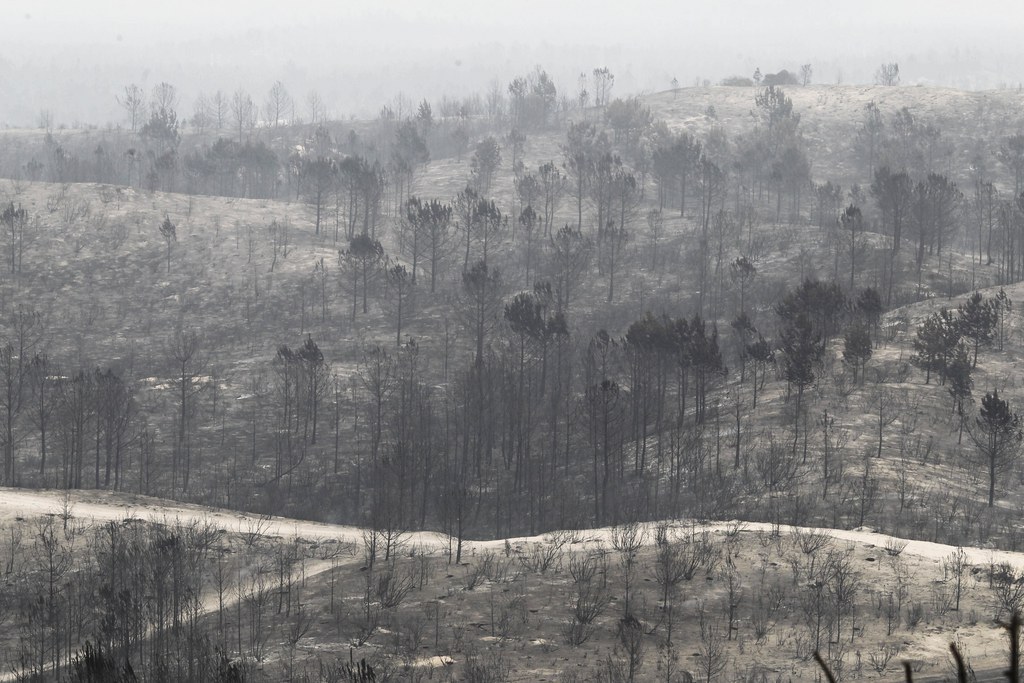 Au total, 520'000 hectares ont brûlé au Portugal et 44 personnes ont été tuées dans le nord et le centre du pays lors de la dernière série d'incendies.