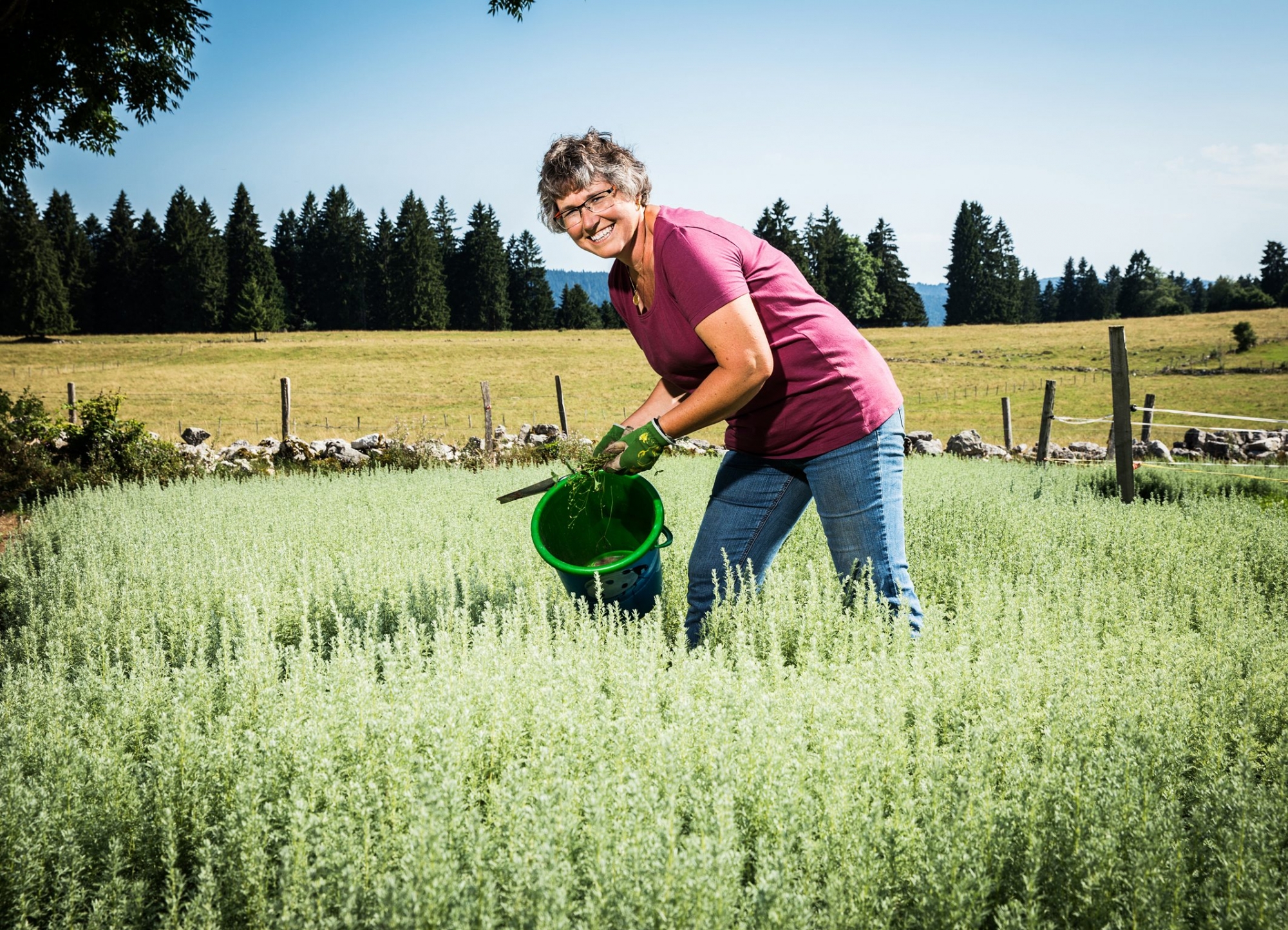 Marlise Baur immortalisée au milieu des plants d’absinthe cultivés au Mont-de-Travers.