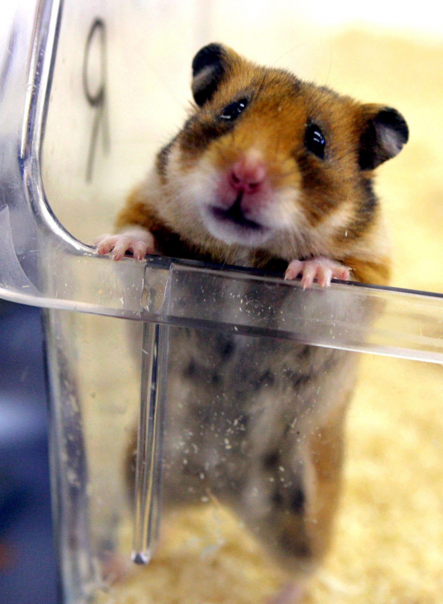 epa01215690 A hamster looks up from a tripartite chamber where its memory for smells is tested at the Paul Flechsig Institute for Brain Research in Leipzig, Germany, 03 January 2008. Together with a pharmaceutical company from the US scientists at the institute developed a test that makes an early diagnosis of Alzeheimer possible. The test is likely to come on the market as a blood test before the end of the year. In another joint project with partners from the US, the Netherlands and the UK the Leipzig-based scientists work on a gene therapy, which explores the similarity of phenomena caused by Alzheimer in humans with activities going on in the brains of hibernating hamsters.  EPA/WALTRAUD GRUBITZSCH DEUTSCHLAND FORSCHUNG HAMSTER