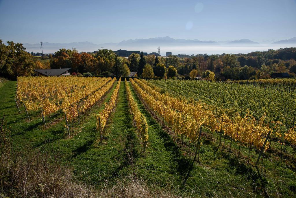 Plus d'un nominé sur dix est neuchâtelois cette année au Grand Prix du vin suisse.