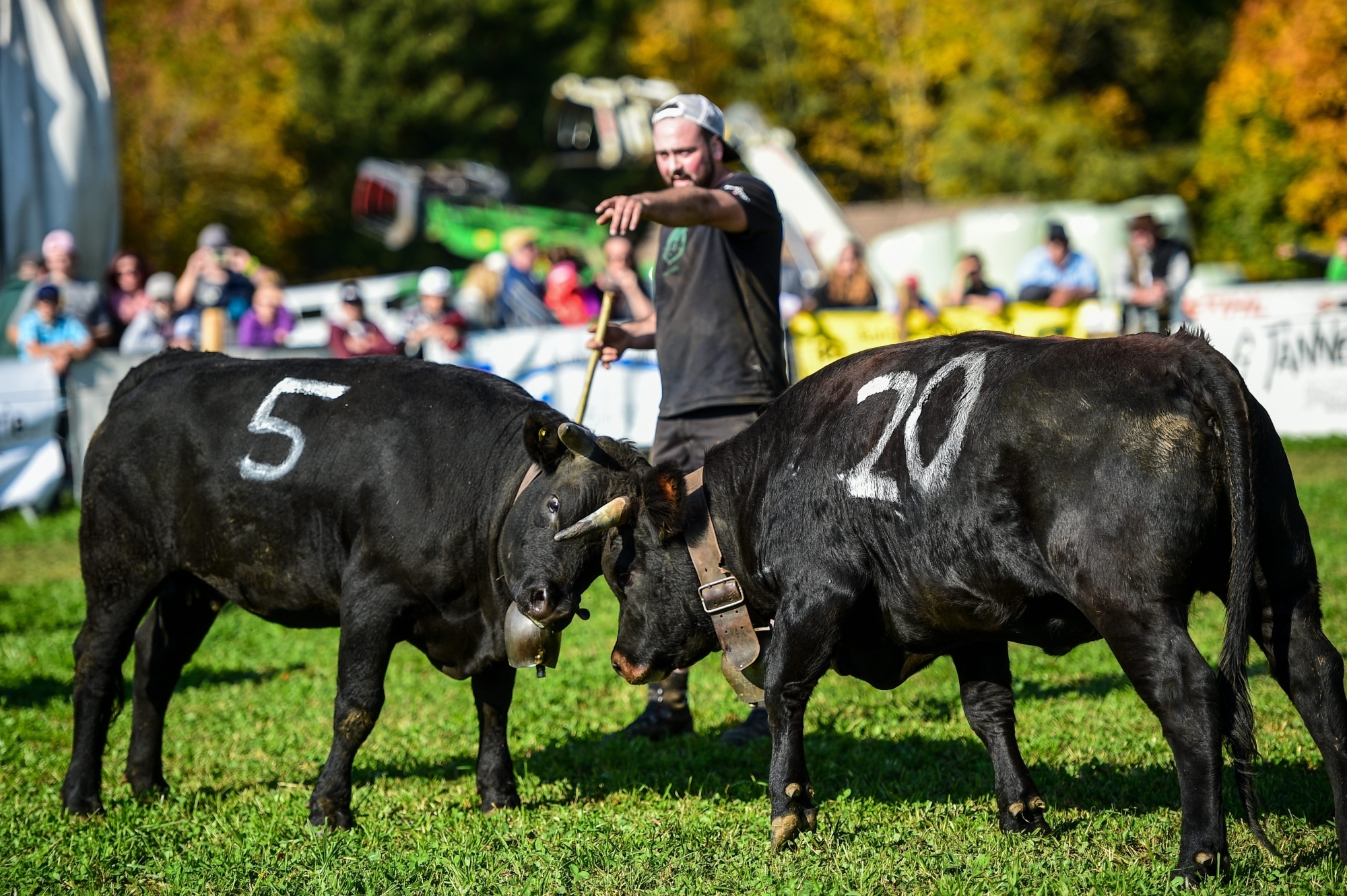 A l'image de ces deux vaches d'Hérens, elles étaient une septantaine à combattre samedi à Rochefort.
