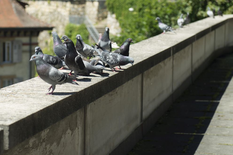 Un cas de nourrissage de pigeons entre les mains de la justice.