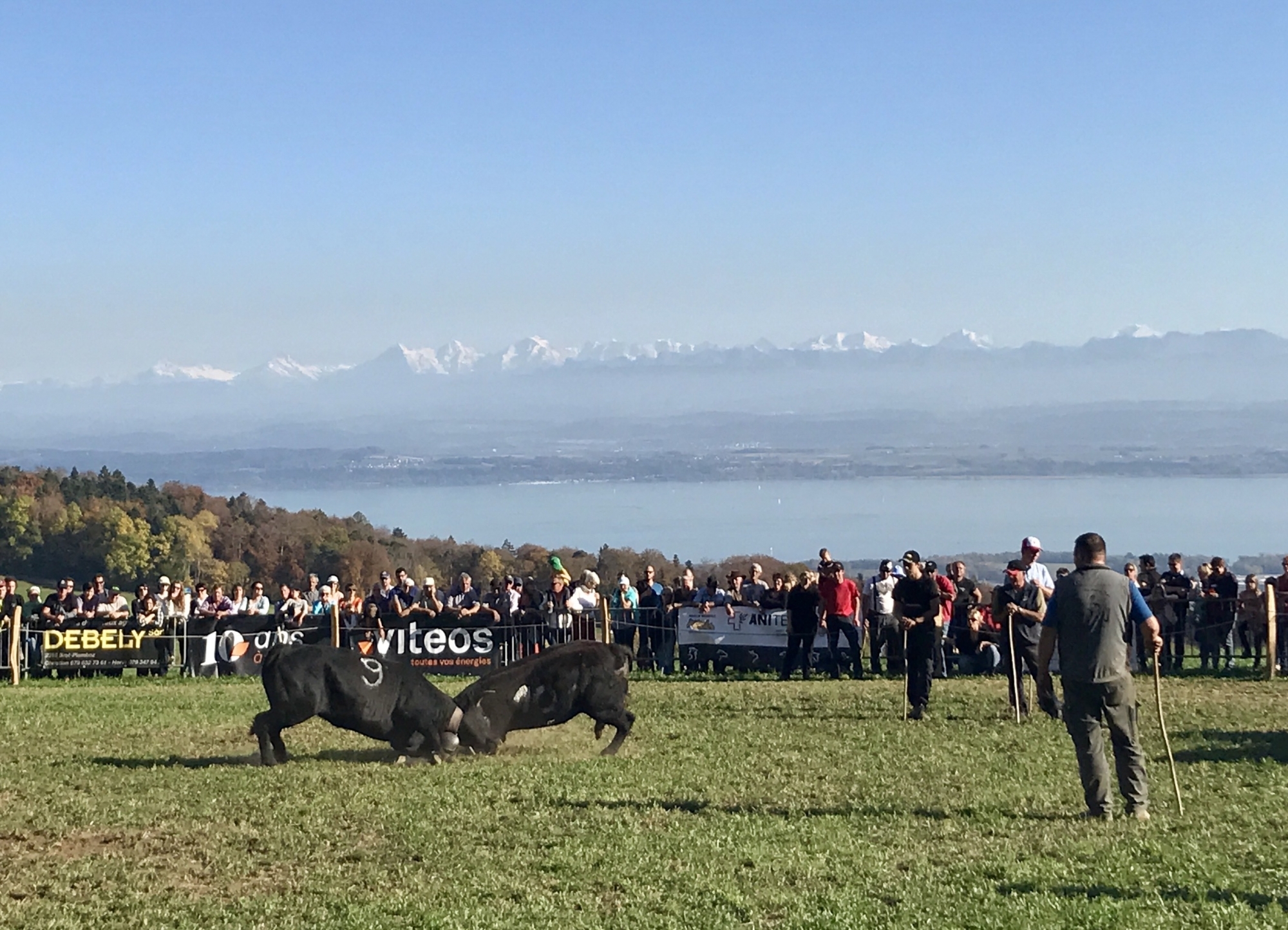 C'est dans un cadre idyllique que se sont déroulés les combats de reines. Ici, la catégorie des génissons.