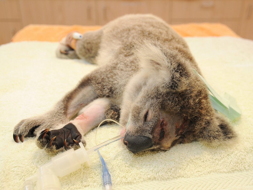 Le koala est de plus en plus menacé dans toute l'Australie, victime de la perte de son habitat, des maladies, des attaques de chiens et des feux de brousse.