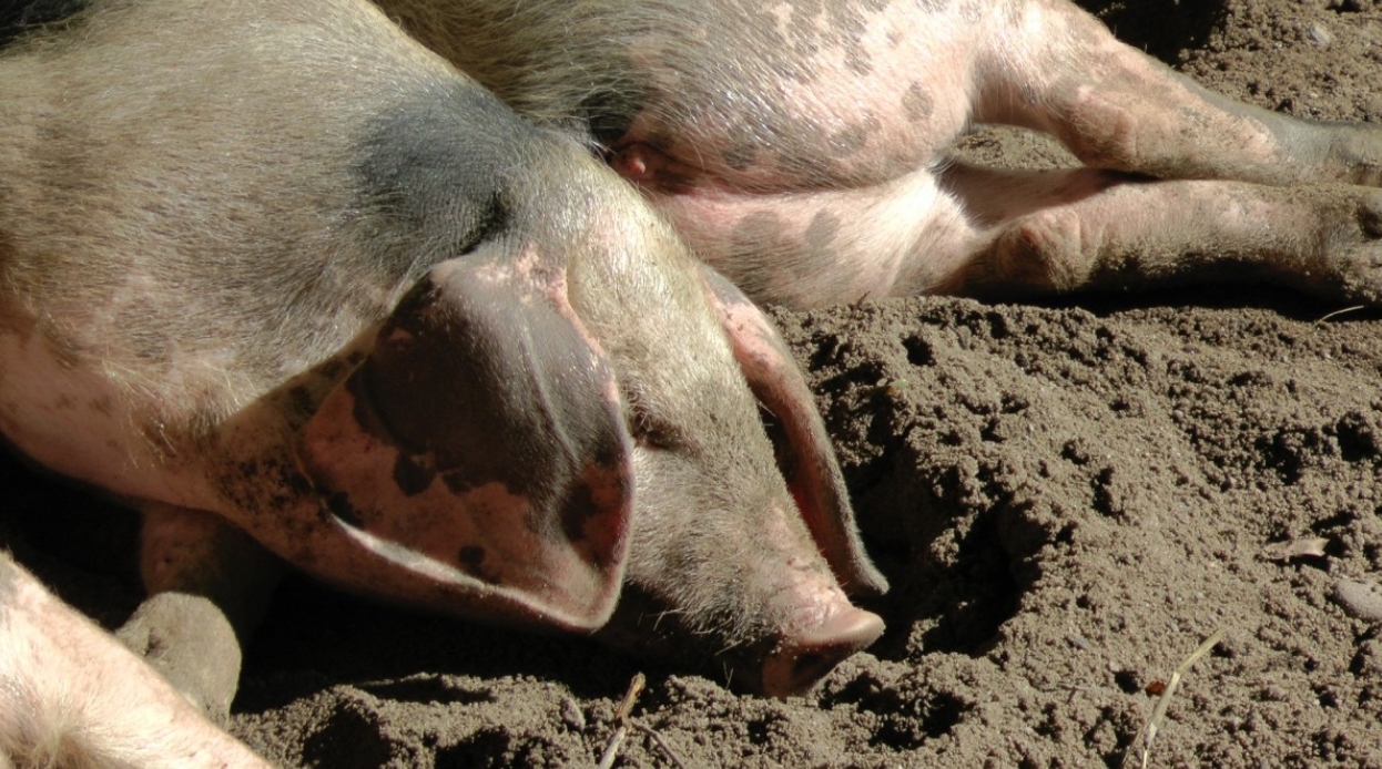 Parmi les cas traités par la PSA, celui de porcs constamment dans la boue.