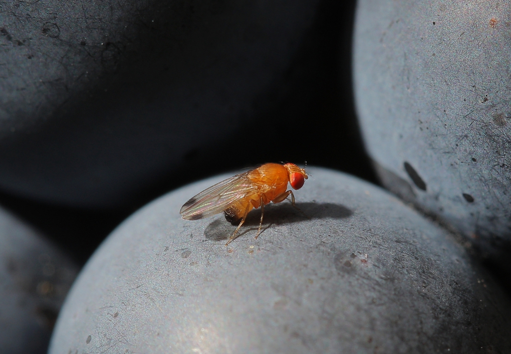 La drosophile suzukii a créé de nombreux dégâts aux cultures fruitières, en particulier la vigne, ces dernières années.