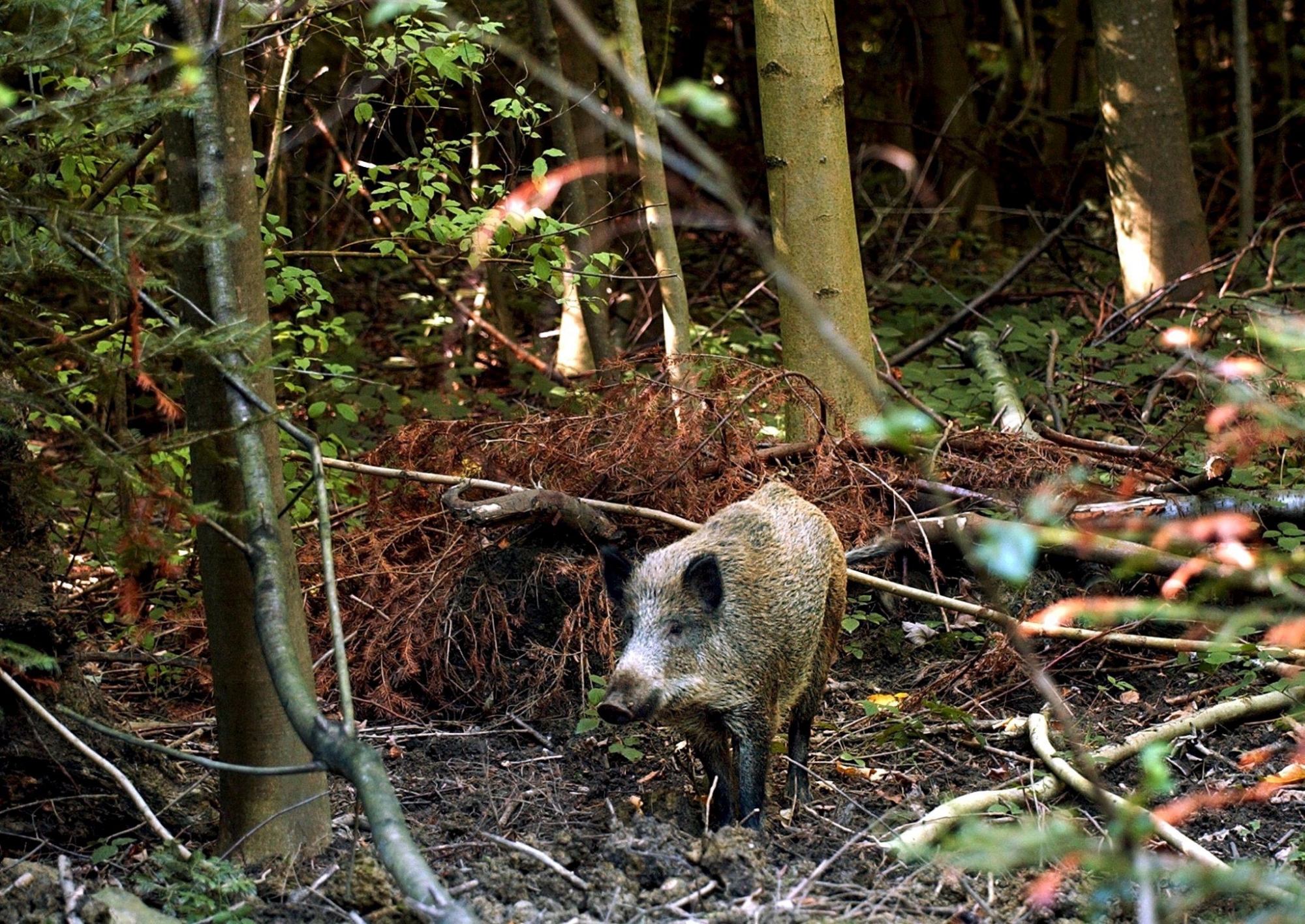 Un sanglier au zoo de  Adliswil , Berne 

Le 18 septembre 2003
KEYSTONE
 ANIMAUX