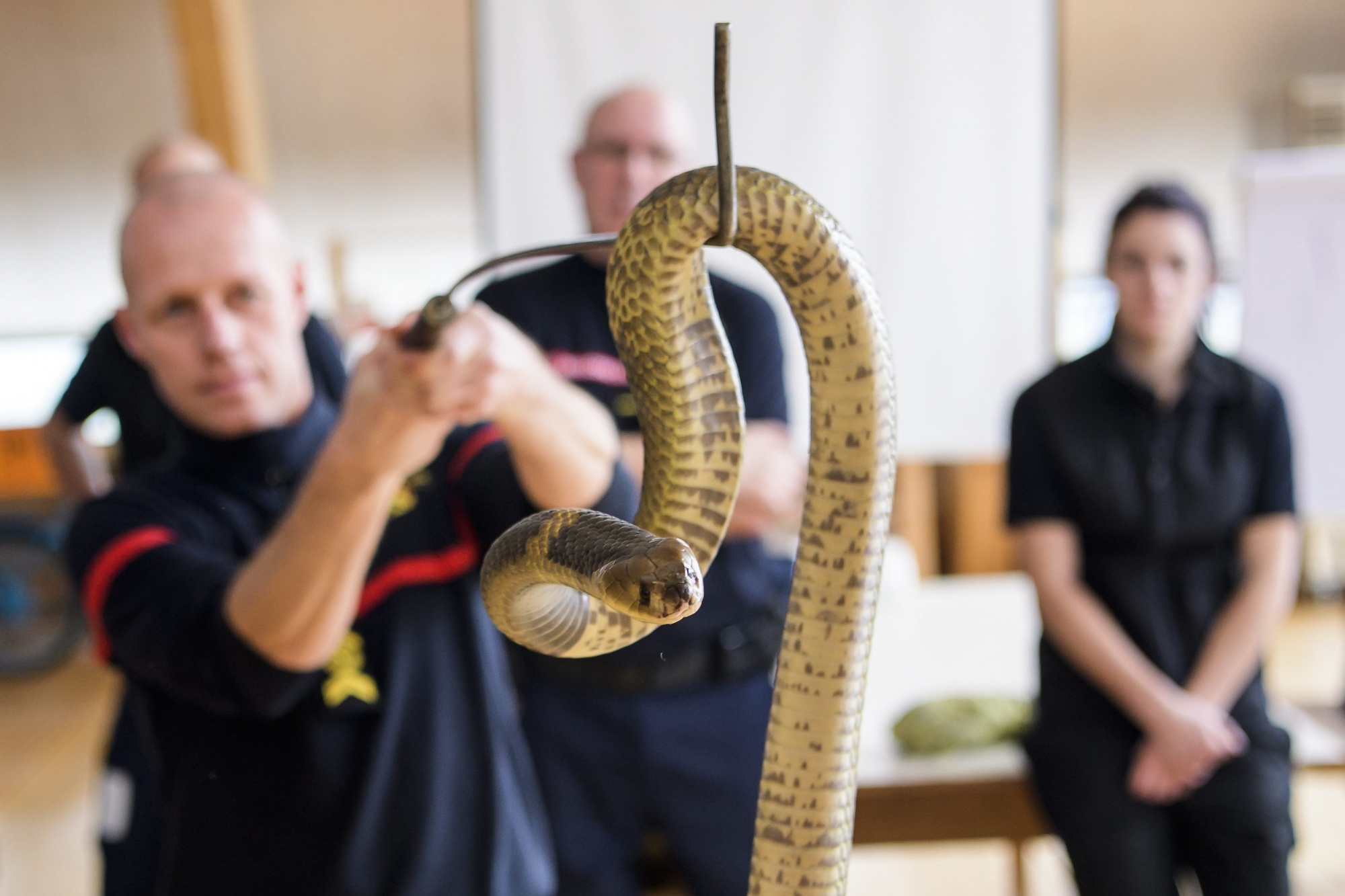 Les pompiers professionnels de Neuchâtel manipulent un serpent à l'occasion d'une formation au Mycorama, à Cernier. 