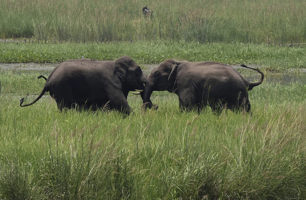 L'Etat d'Assam abrite près de 30'000 éléphants d'Asie, une espèce menacée.
