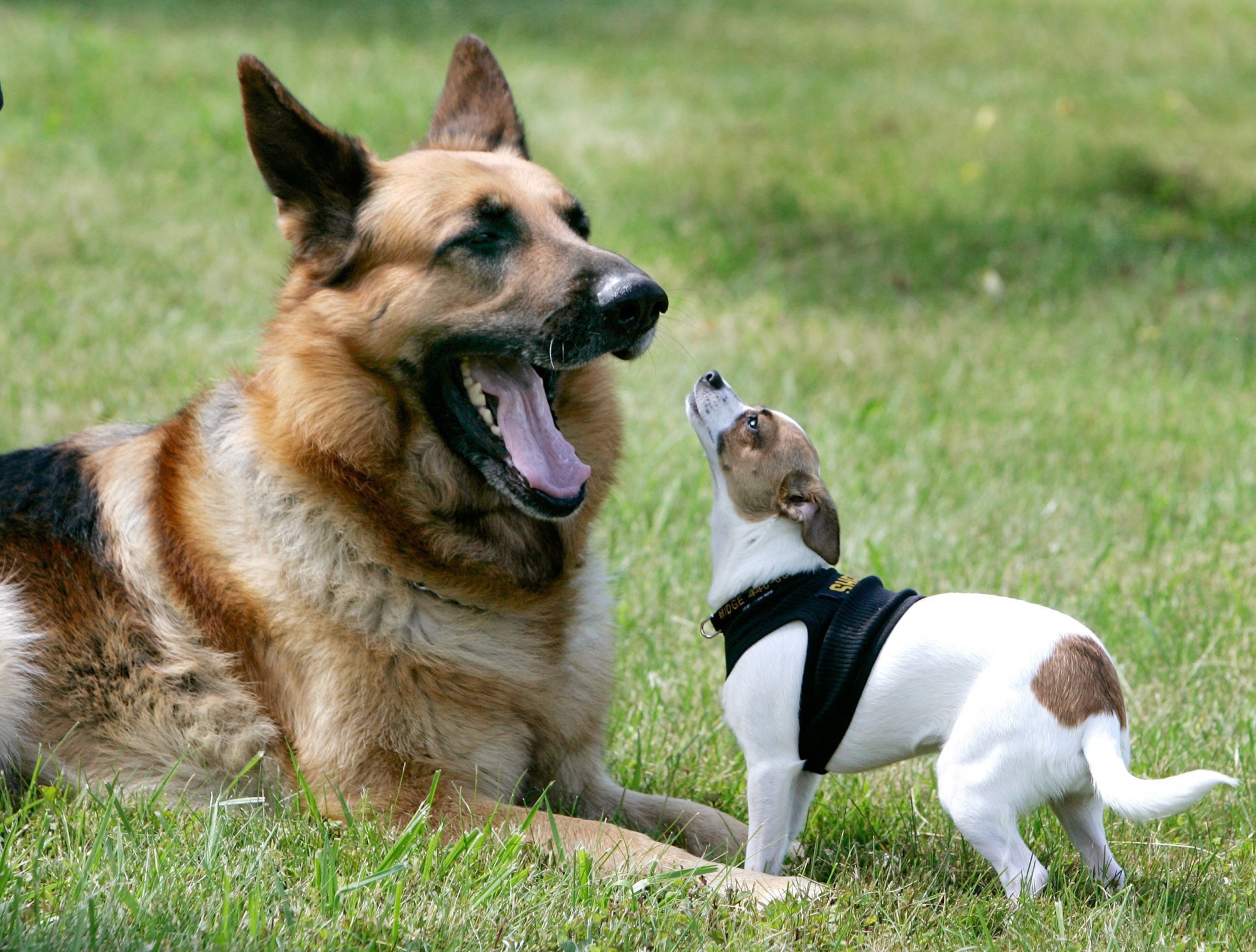 Les deux chiens ne se sont pas battus. «Tout est allé très vite», témoigne la propriétaire du chien tué.