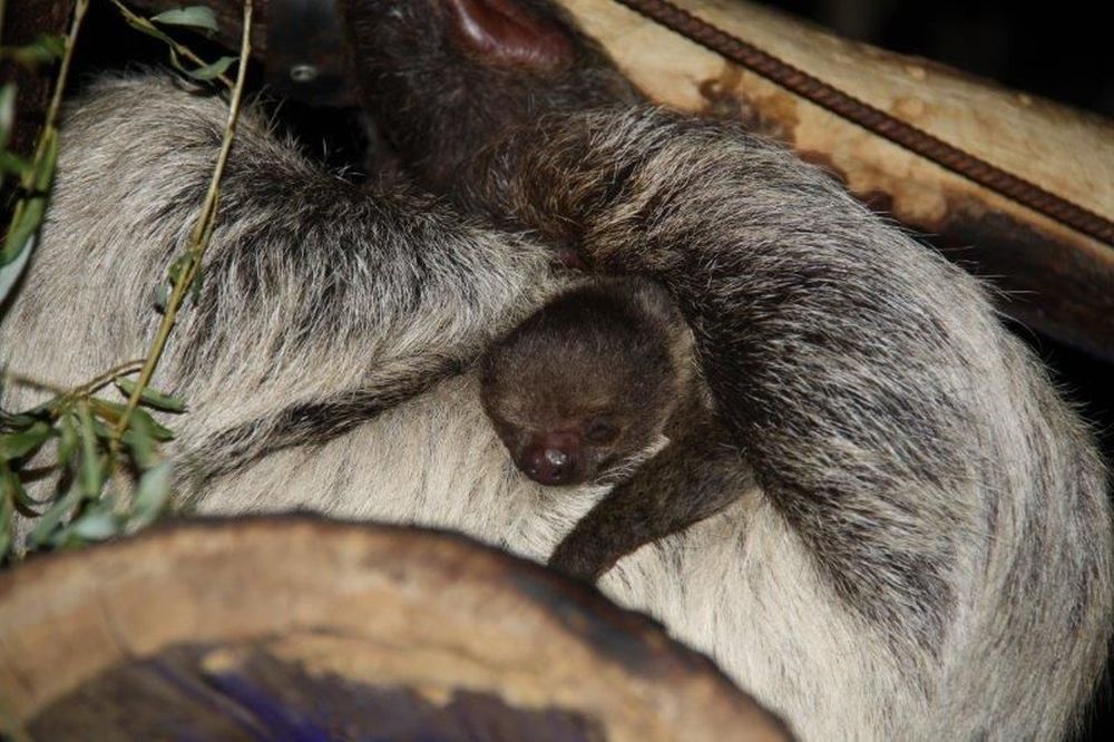 Le petit paresseux est né au début de cette année 2018.