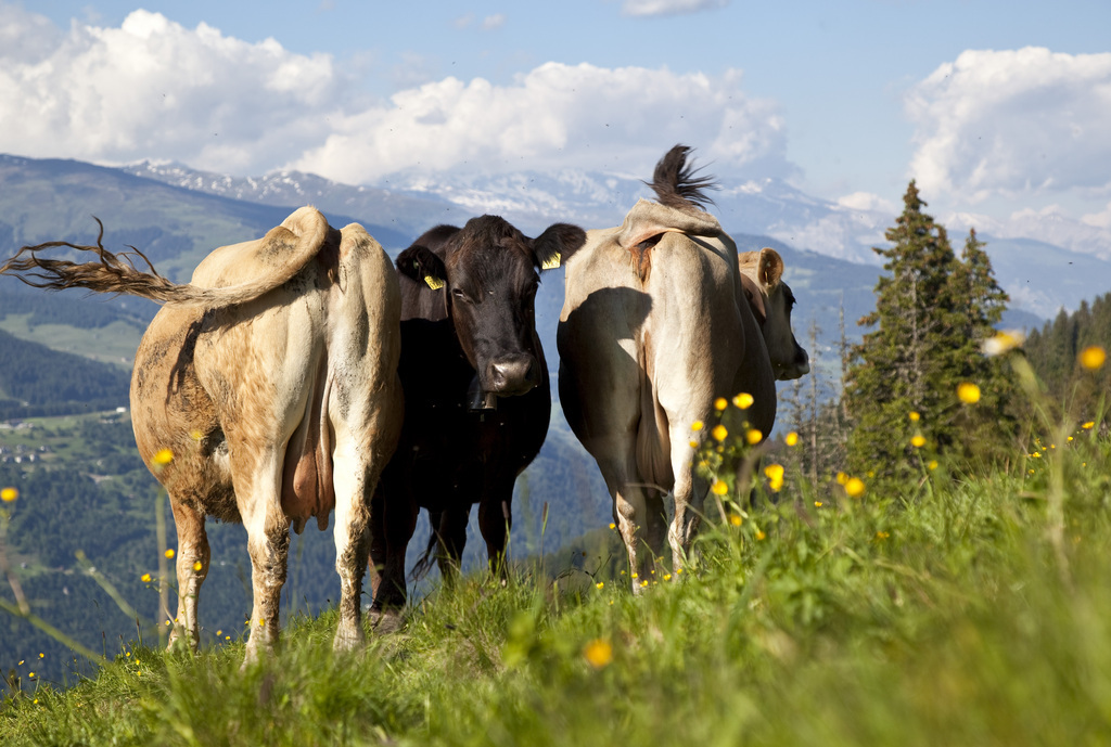 Les producteurs de lait sont d'accord pour cette norme, pour autant que ces exigences supplémentaires soient répercutées sur le prix du lait (illustration).