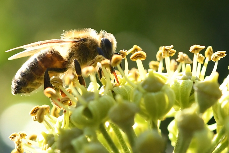 Le 20 mai est déclaré Journée mondiale des abeilles.