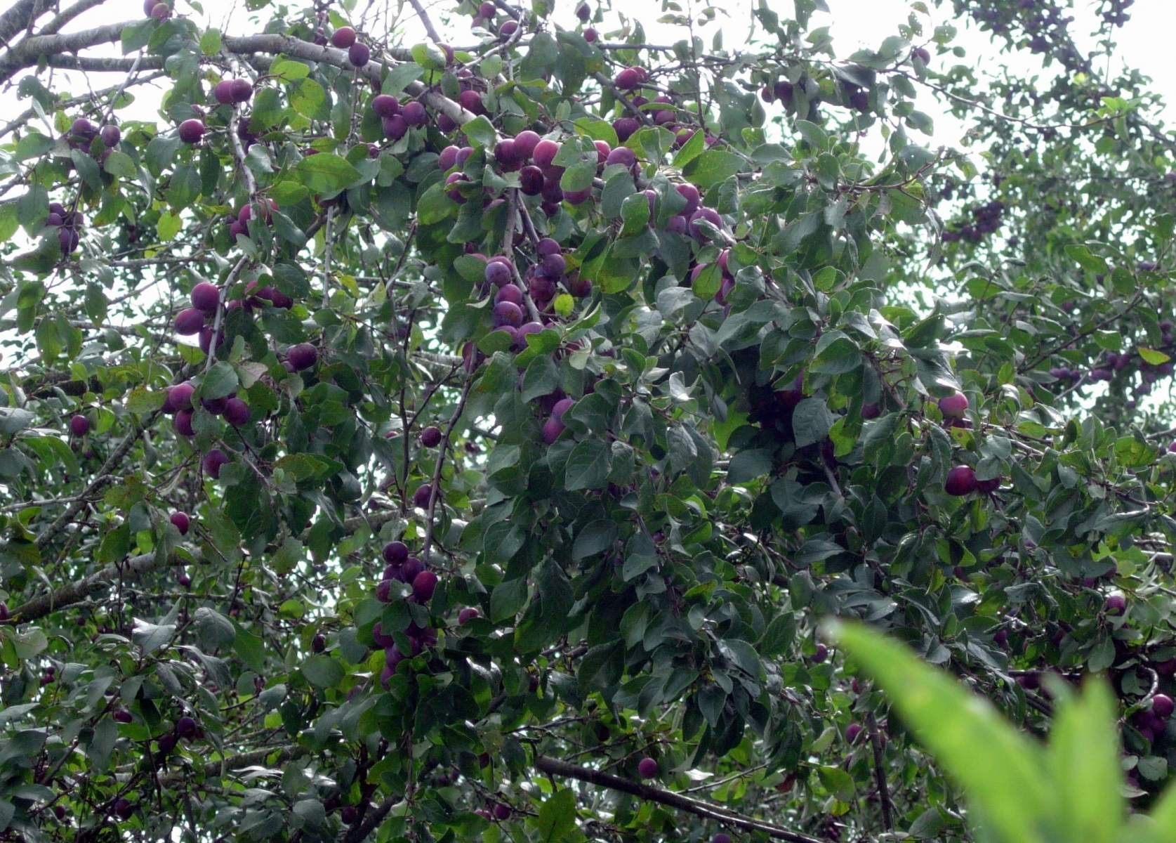 L'arbre fruitier à l'origine de l'eau-de-vie jurassienne.