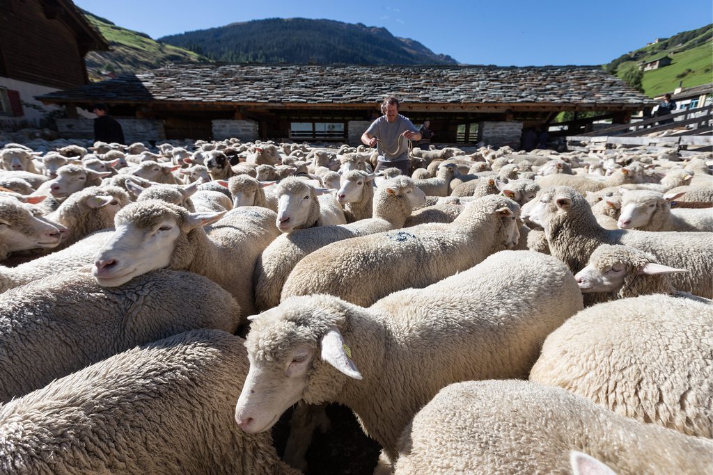 Un troupeau de 150 moutons s'est retrouvé sur la voie ferrée. (illustration)