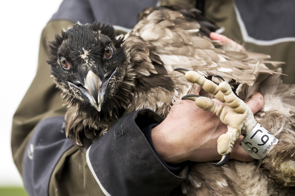 Les jeunes oiseaux ont maintenant tout l'été pour s'acclimater et effectuer leurs premiers vols.