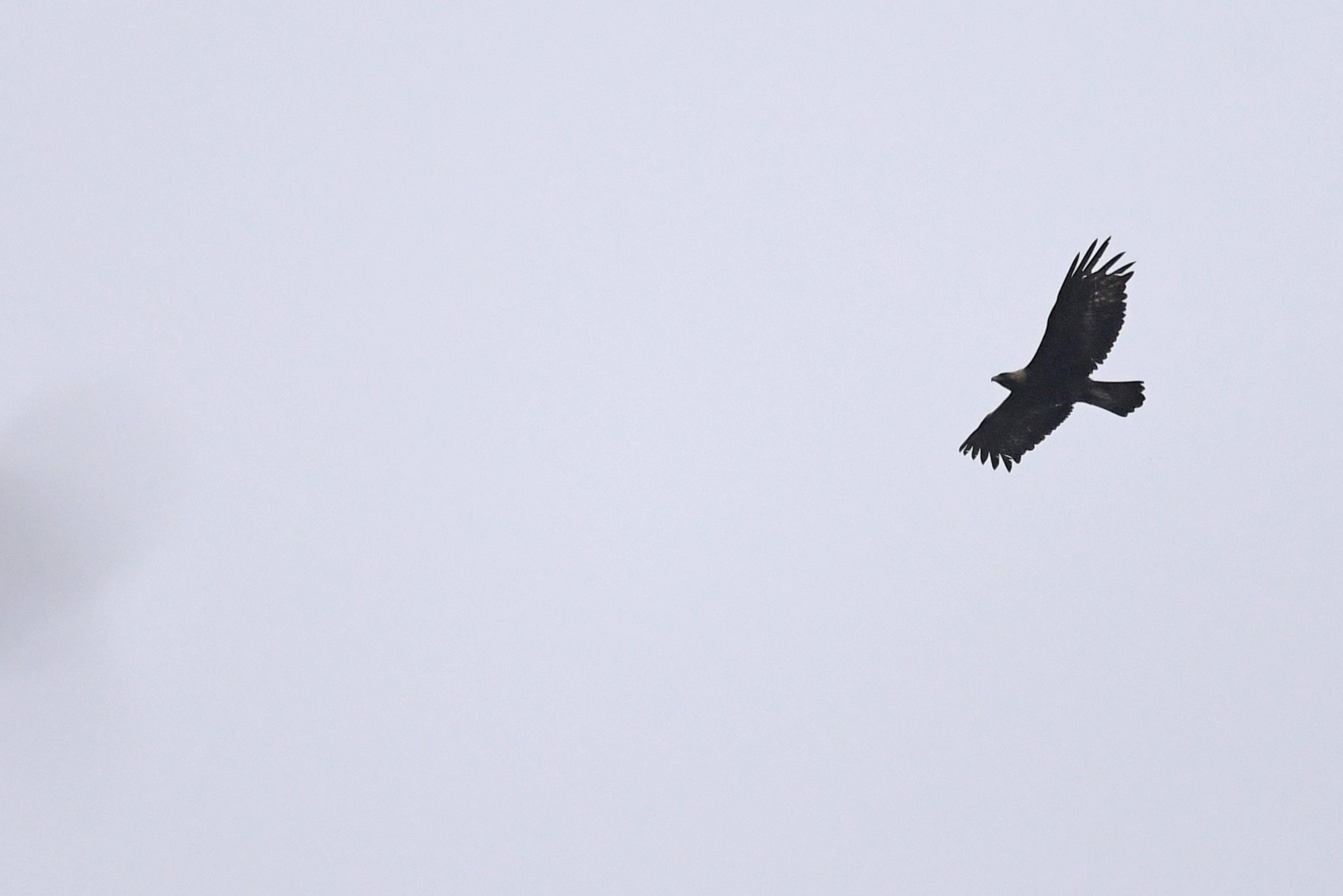 L'un des aigles nichant au Val-de-Travers, photographié le 14 mai dernier, au-dessus de son territoire.