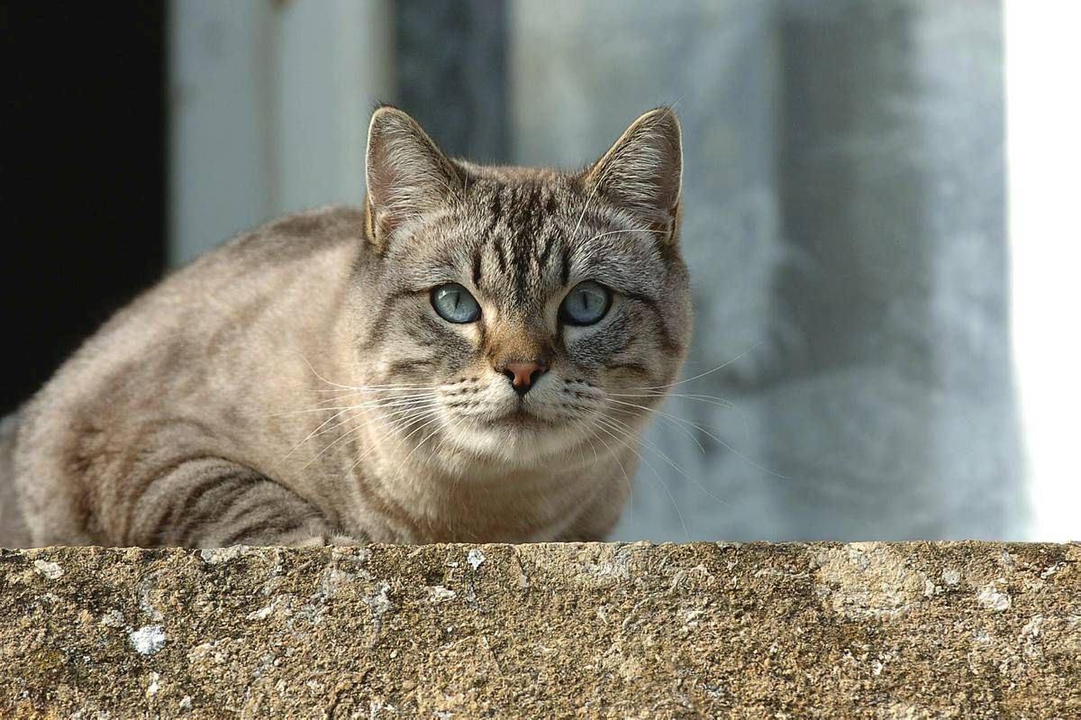 Les disparitions de chats déplorées aux Franches-Montagnes et en Ajoie restent un mystère pour le moment. 