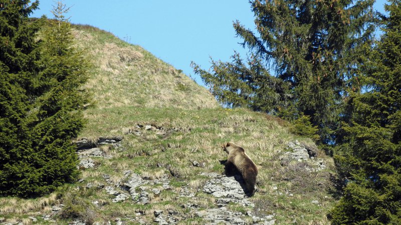 Les traces de l'ours aperçues au Sanetsch viennent probablement de l'ours qui apparaît sporadiquement dans le canton de Berne