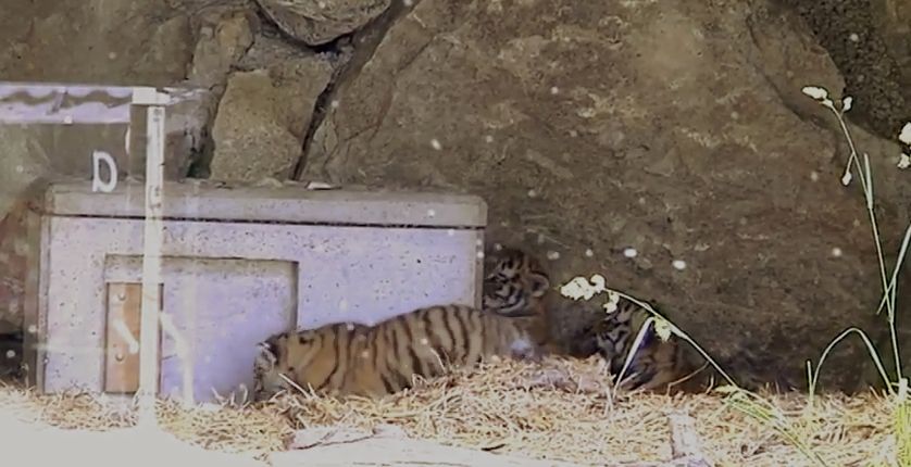 Le personnel du zoo et les visiteurs ont vite remarqué que le jeune tigre ne se développait comme les deux autres.