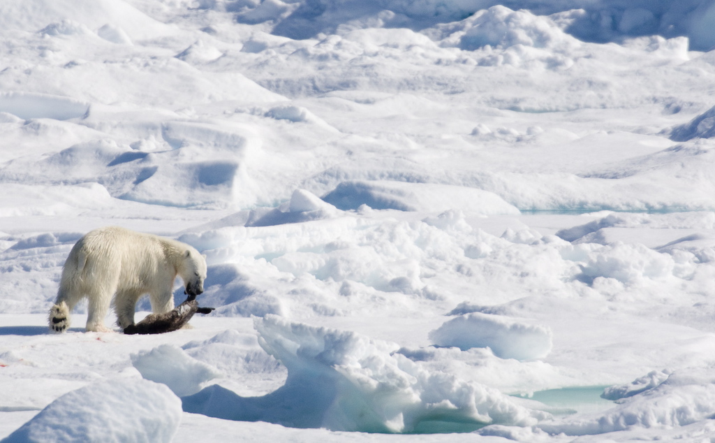 Il s'agit de la deuxième attaque mortelle d'un ours polaire au Canada cette année (illustration).