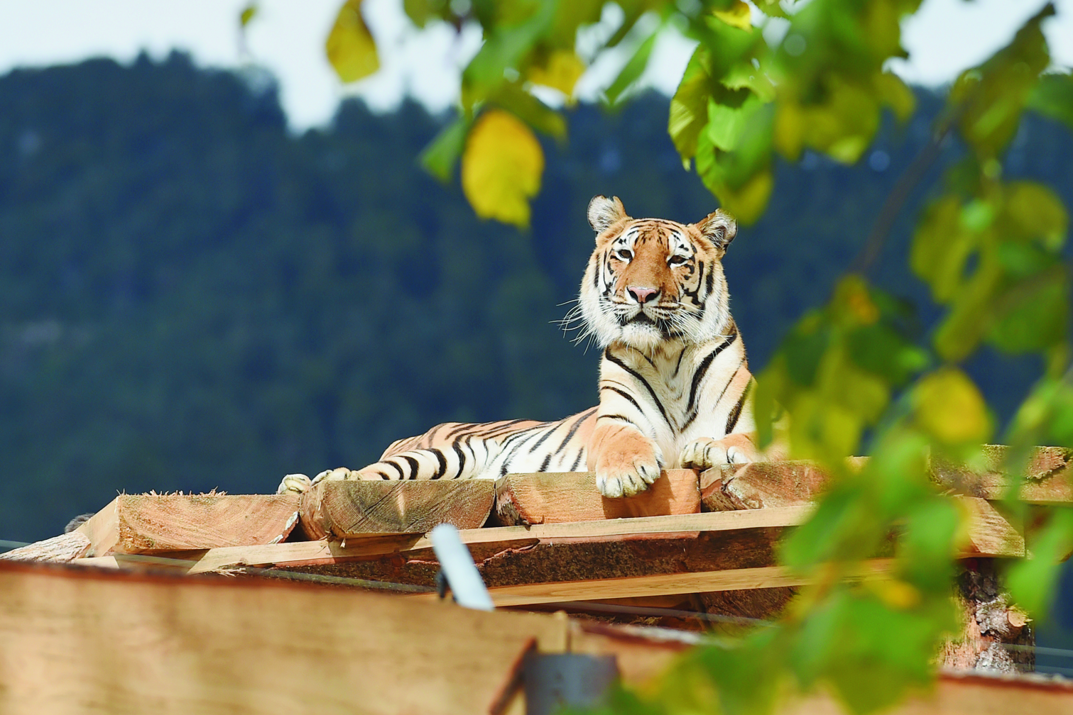 L’un des six tigres présents à Crémines toise les visiteurs depuis son poste d’observation.-