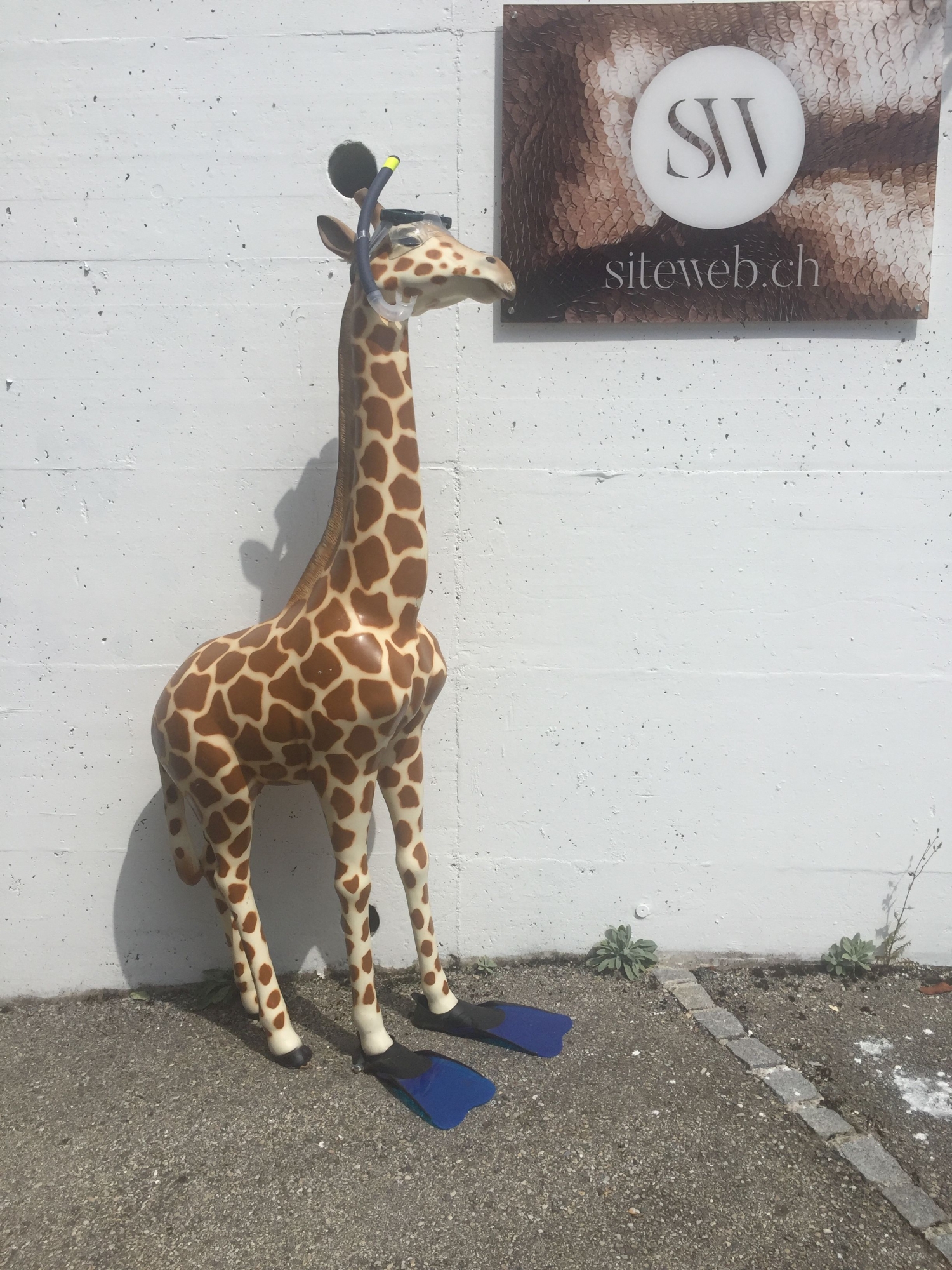 La girafe, restituée, se porte bien Elle est même prête à piquer une tête. 