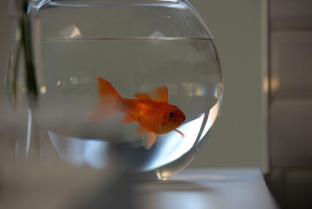 L'Aquarium de Paris accueille les poissons esseulés ou abandonnés.