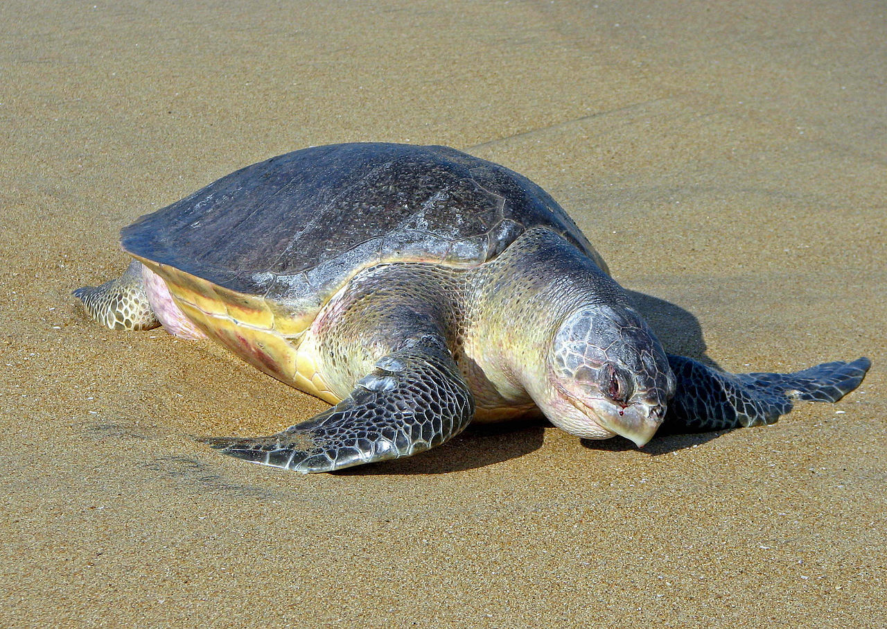 Des 122 tortues retrouvées sur les plages, 111 appartiennent à l'espèce Golfina, menacée d'extinction.