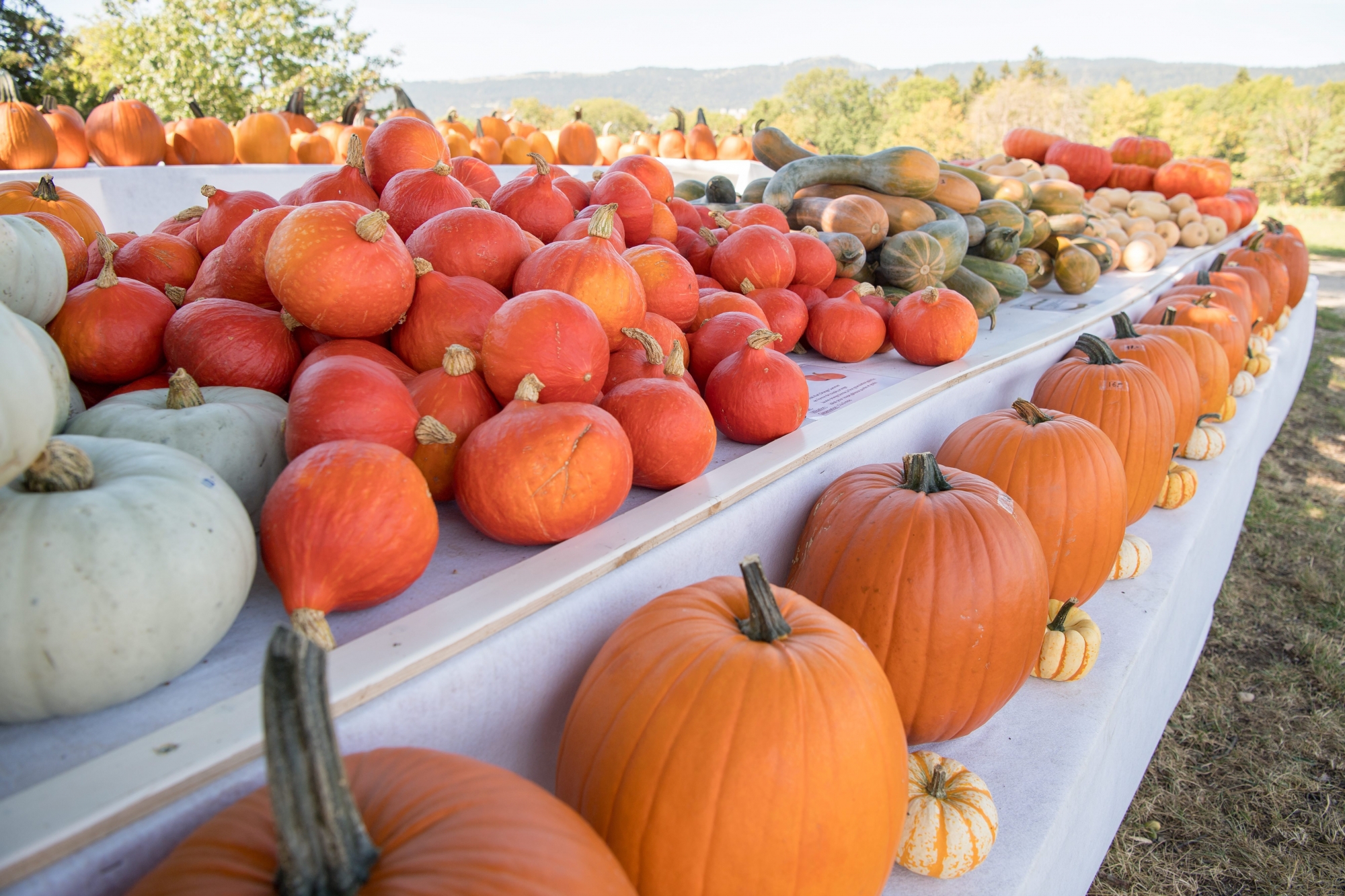 Une partie du stand de courges à Engollon.