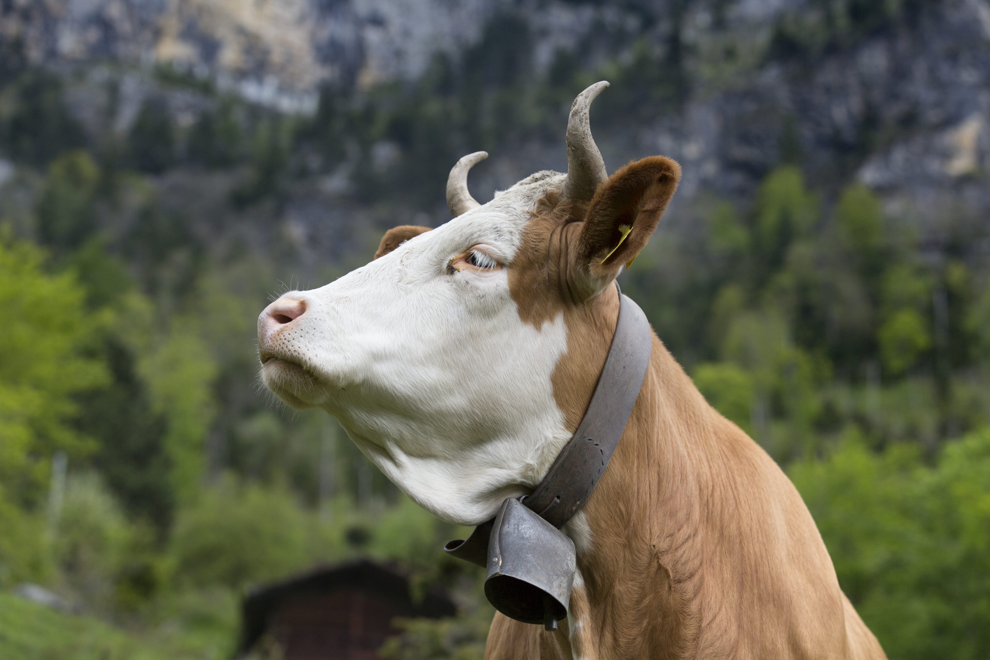 Le 25 novembre prochain, le peuple suisse se prononce sur l'écornage des vaches.