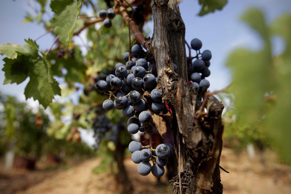 Les chercheurs se sont intéressés à une molécule naturelle bien connue, le resvératrol, notamment présente dans le raisin et que l’on retrouve dans le vin rouge.