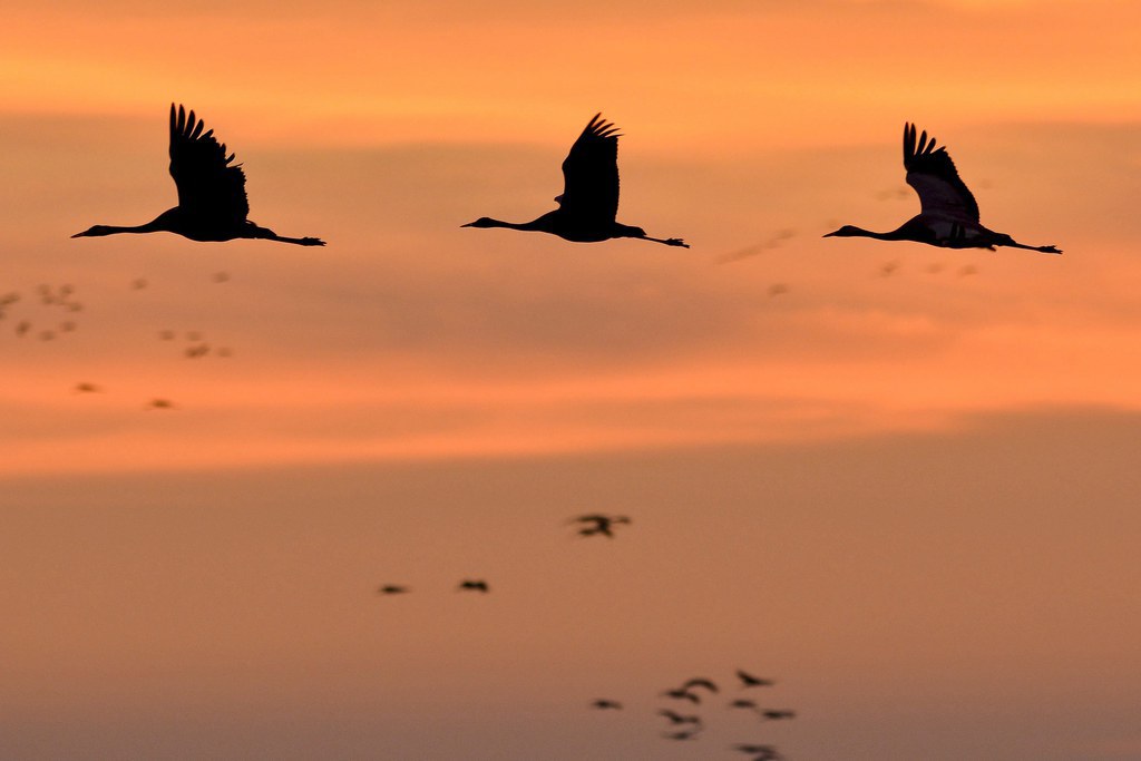 Les oiseaux migrateurs sont à l'honneur en Suisse ce week-end.