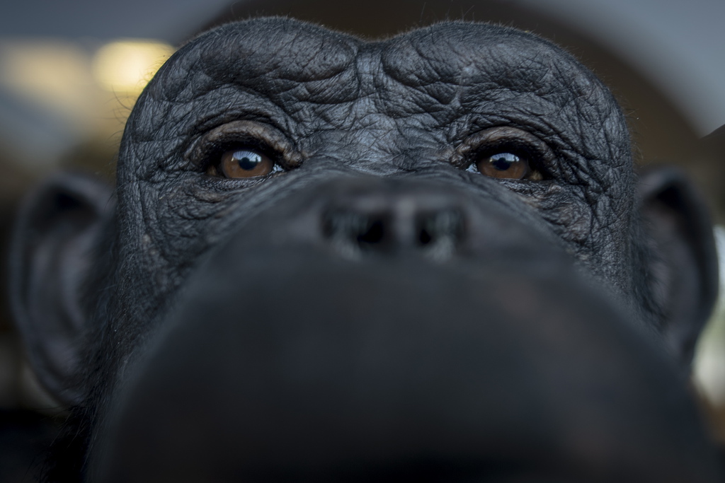 Comme les humains, les chimpanzés sont capables d’évoluer.