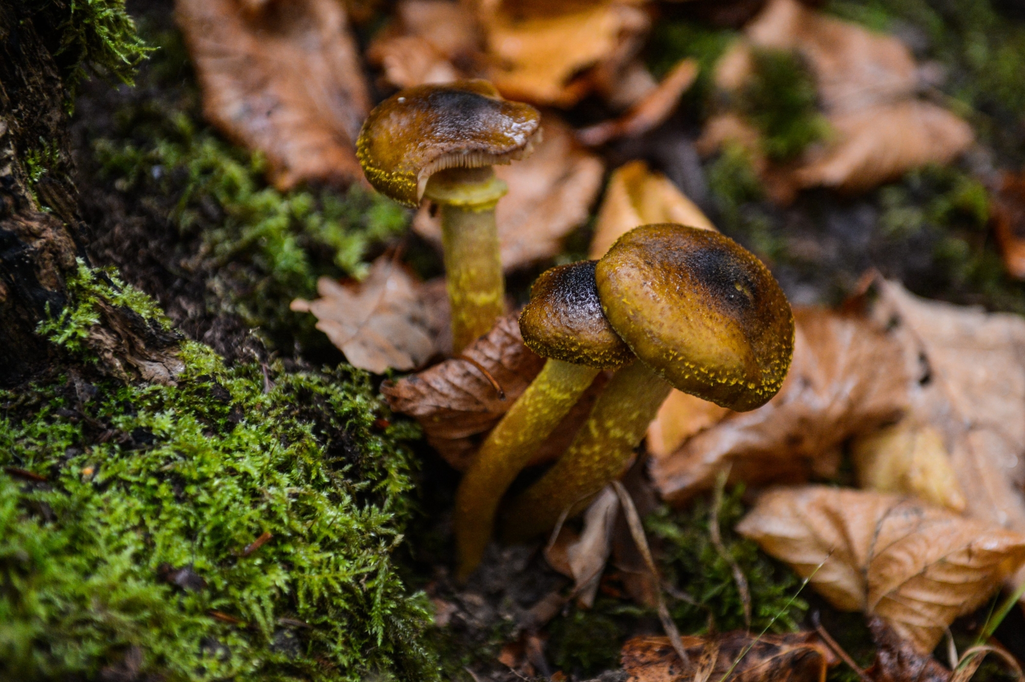 Balade mycologique avec la Societe de mycologie de Neuchatel et environs dans le Bois de lHôpital. 

NEUCHATEL 20 09 2014
Photo: Christian Galley CHAMPIGNONS